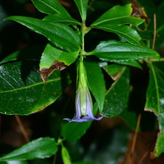 Tripterospermum lanceolatum