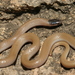 Plains Black-headed Snake - Photo (c) Michael Price, some rights reserved (CC BY-NC-ND), uploaded by Michael Price