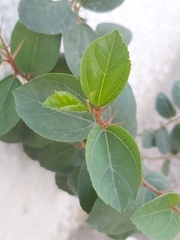 Ziziphus jujuba