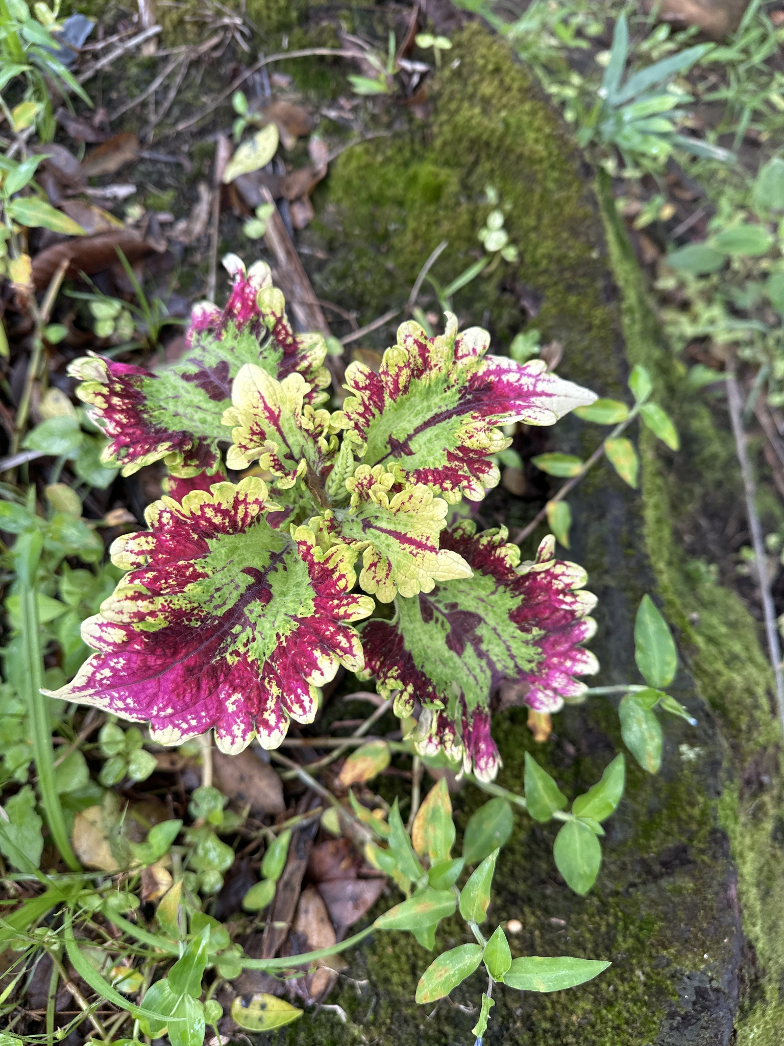 Coleus scutellarioides