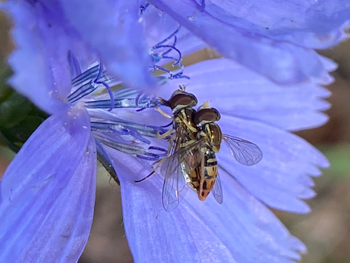 Unknown species found near Suffolk County, US-NY, US