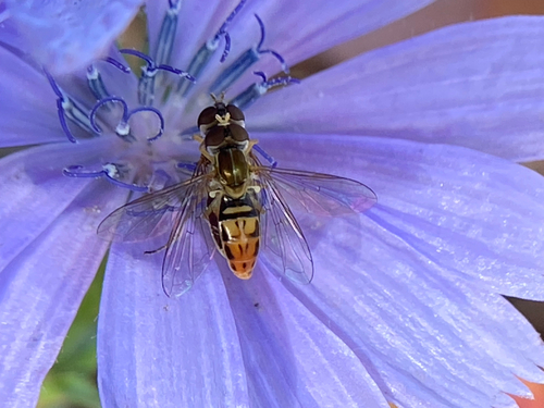 Unknown species found near Suffolk County, US-NY, US