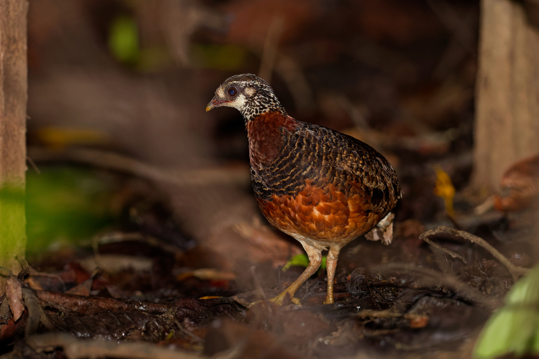 Chestnut-necklaced Partridge (Tropicoperdix charltonii), photo 7