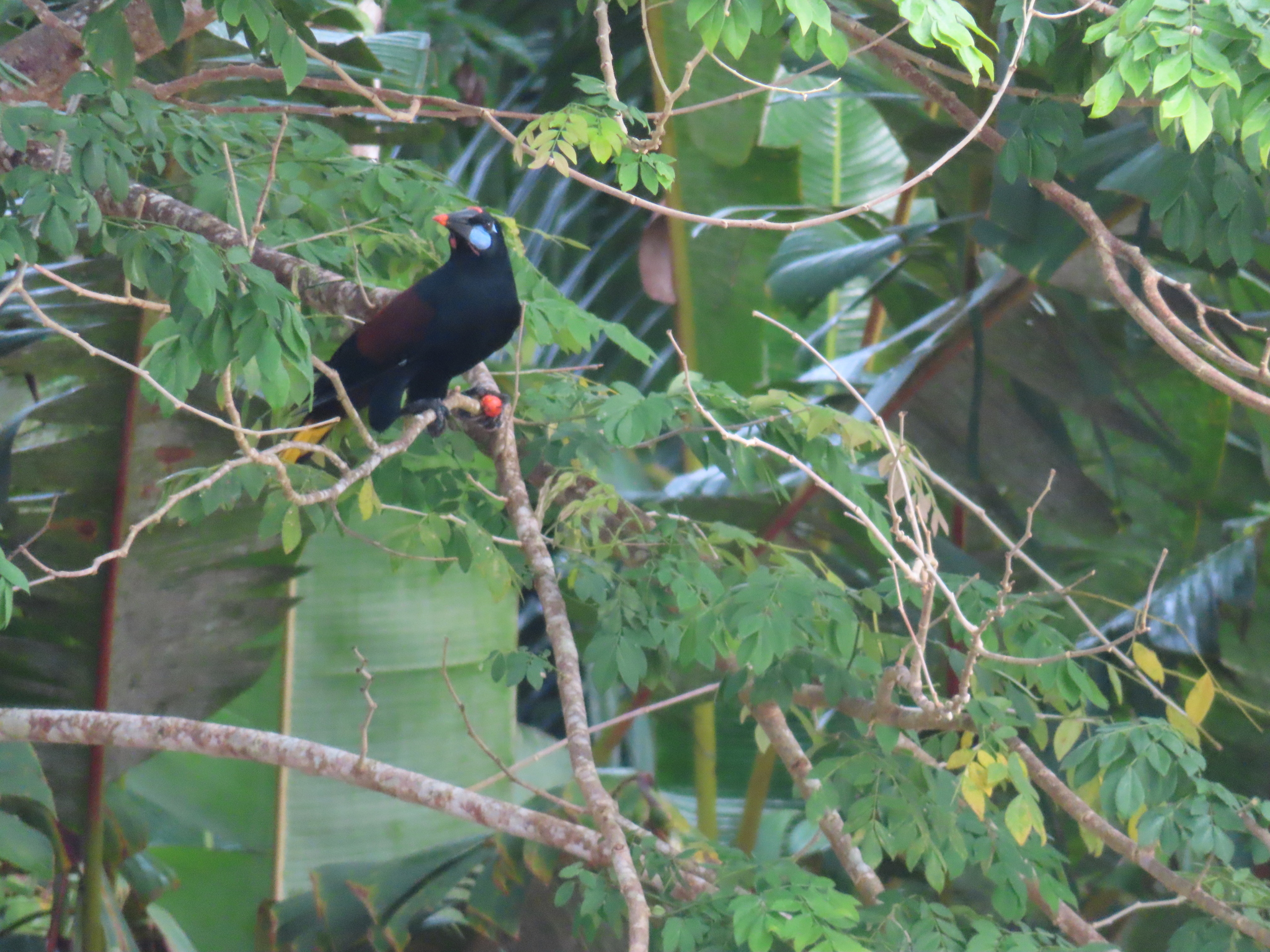 Black Oropendola (Psarocolius guatimozinus), photo 10