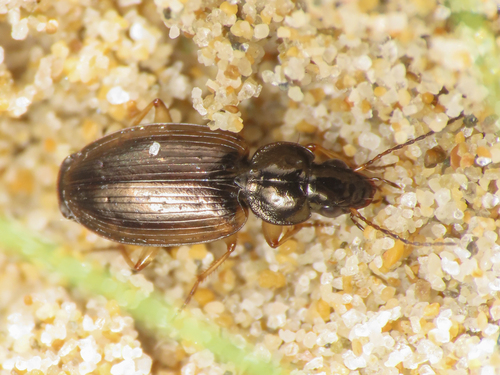Olisthopus fuscatus