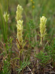 Castilleja pallida yukonis