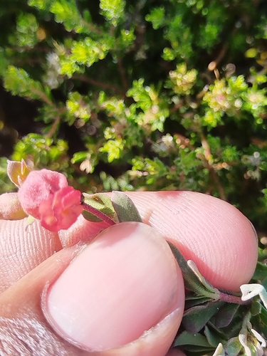 Sweet Doll's-rose (Hermannia ternifolia)