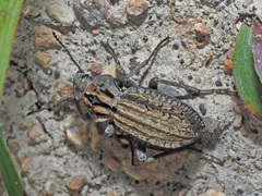 Trachynotus reticulatus