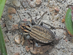 Trachynotus reticulatus