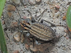 Trachynotus reticulatus