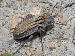 Trachynotus reticulatus