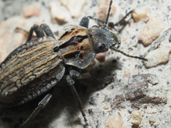 Trachynotus reticulatus