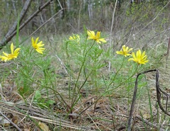 Adonis volgensis
