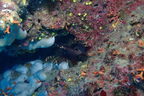 Indian Lionfish, Taormina, Sicily, IT, photo 10 of 10