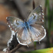Common Bush Blue - Photo (c) Felix Riegel, some rights reserved (CC BY-NC), uploaded by Felix Riegel