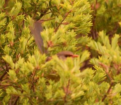 Malurus