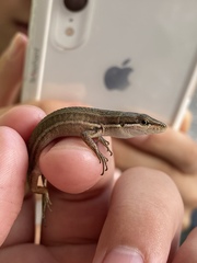 Takydromus stejnegeri