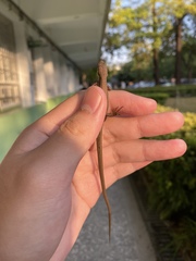 Takydromus stejnegeri