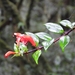 Aeschynanthus garrettii Craib