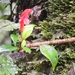Aeschynanthus garrettii Craib 2