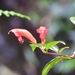 Aeschynanthus garrettii Craib 3