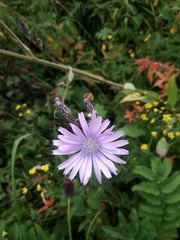 Cicerbita macrophylla uralensis
