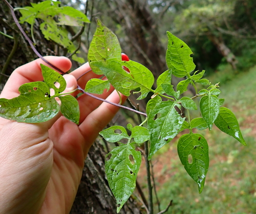 bittersweet nightshade