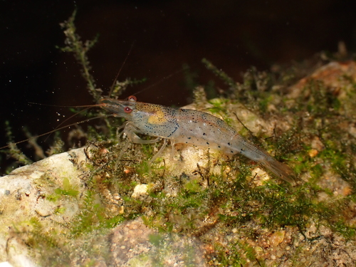 Caridina cantonensis
