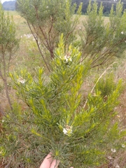 Baccharis linearis