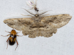 Scioglyptis canescaria