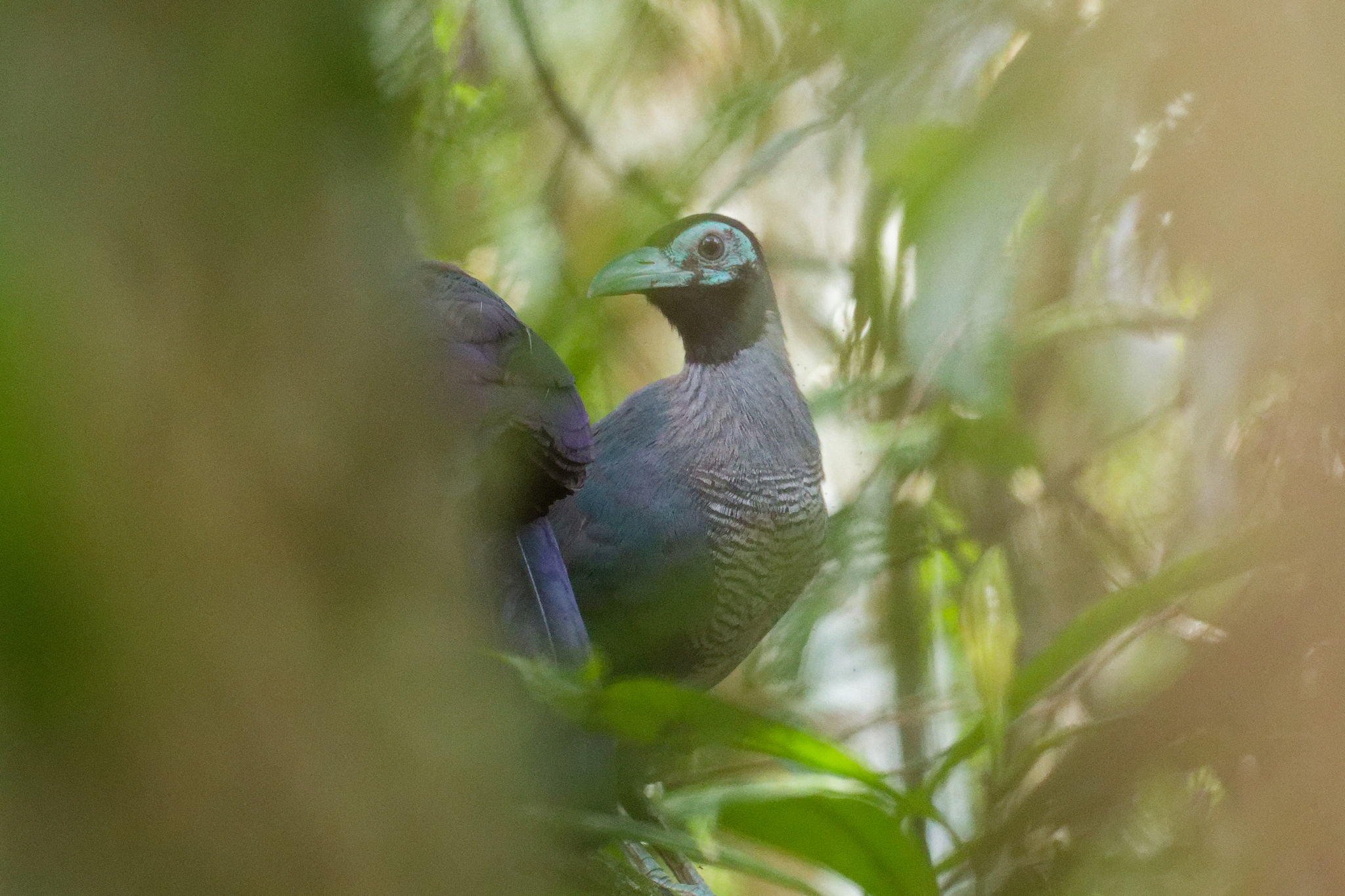 Bornean Ground Cuckoo (Carpococcyx radiceus), photo 1