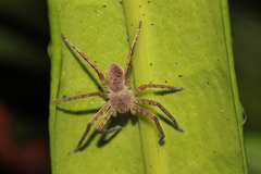 Pseudopoda