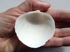 Pegophysema schrammi