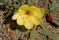 Oenothera xylocarpa