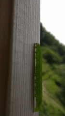 Scoliopteryx libatrix