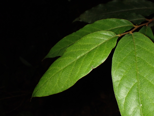 Prunus arborea observed 2025-10-09