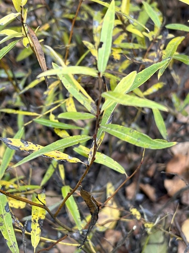 Rosemary-Leaved Willow (Salix rosmarinifolia)