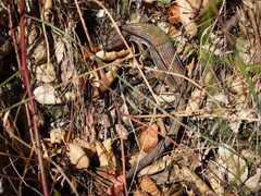 Elgaria multicarinata multicarinata