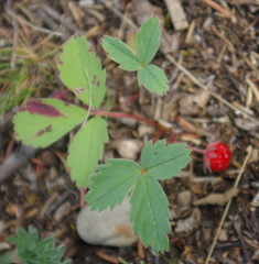 Fragaria virginiana glauca