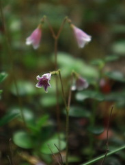 Linnaea borealis longiflora