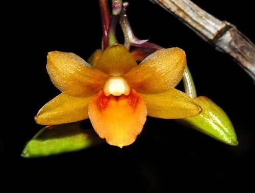 Dendrobium crocatum