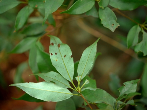 Image of Quercus longinux by (c) Jacy Chen, some rights reserved (CC BY)