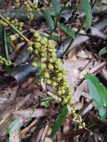 Ficus ribes observed 2025-10-01