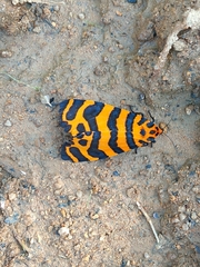 Amphicallia pactolicus