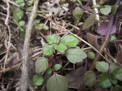 Plectranthus strigosus