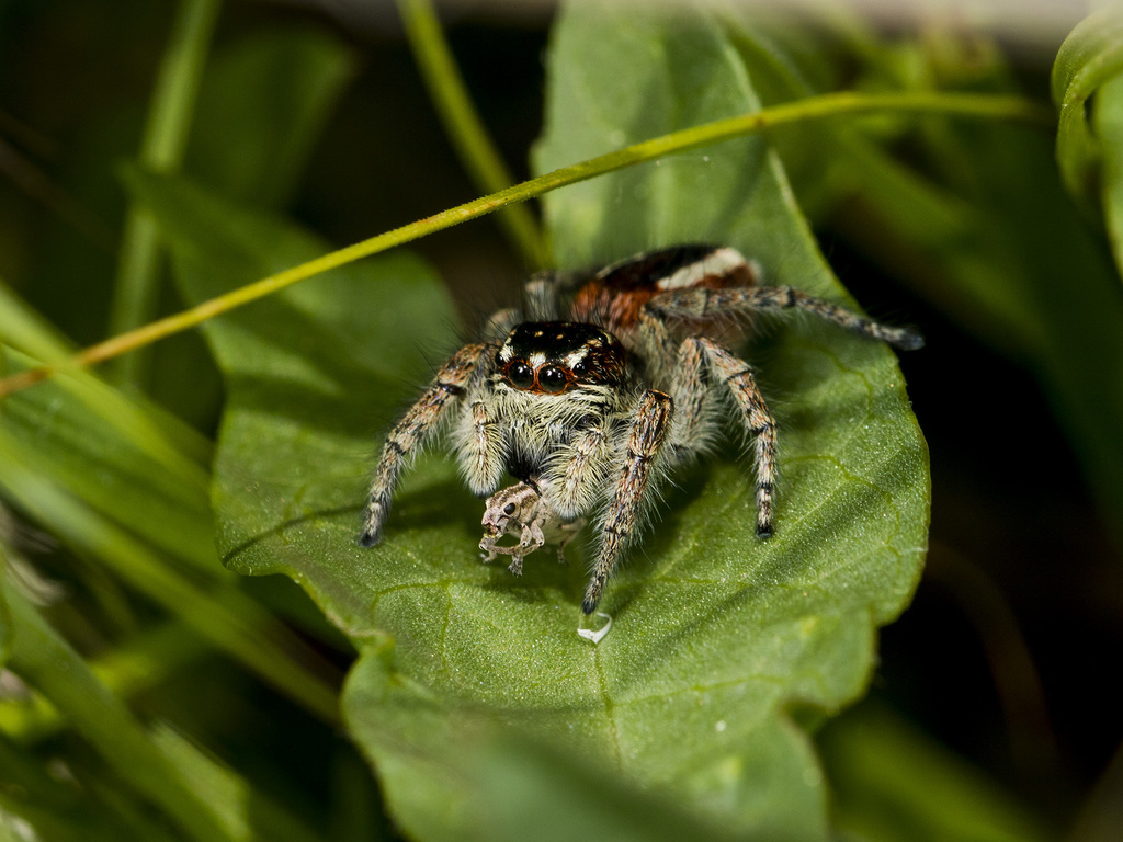 www.inaturalist.org