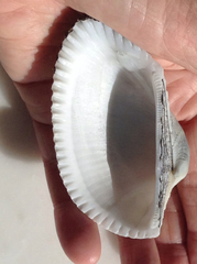 Anadara secticostata