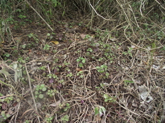 Plectranthus strigosus