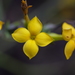 Kalanchoe ceratophylla - Photo (c) Yaling Lin,  זכויות יוצרים חלקיות (CC BY-NC), הועלה על ידי Yaling Lin