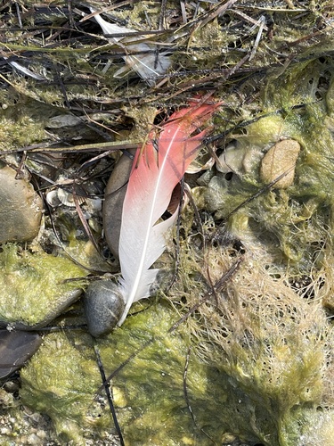 Plume de Flamant rose